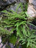 Asplenium trichomanes