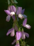 Galega officinalis. Часть соцветия (длина отдельных цветков примерно 20 мм). Украина, Закарпатская обл., Свалявский р-н, в кустарнике у ручья возле с. Солочин. 22 июня 2012 г.