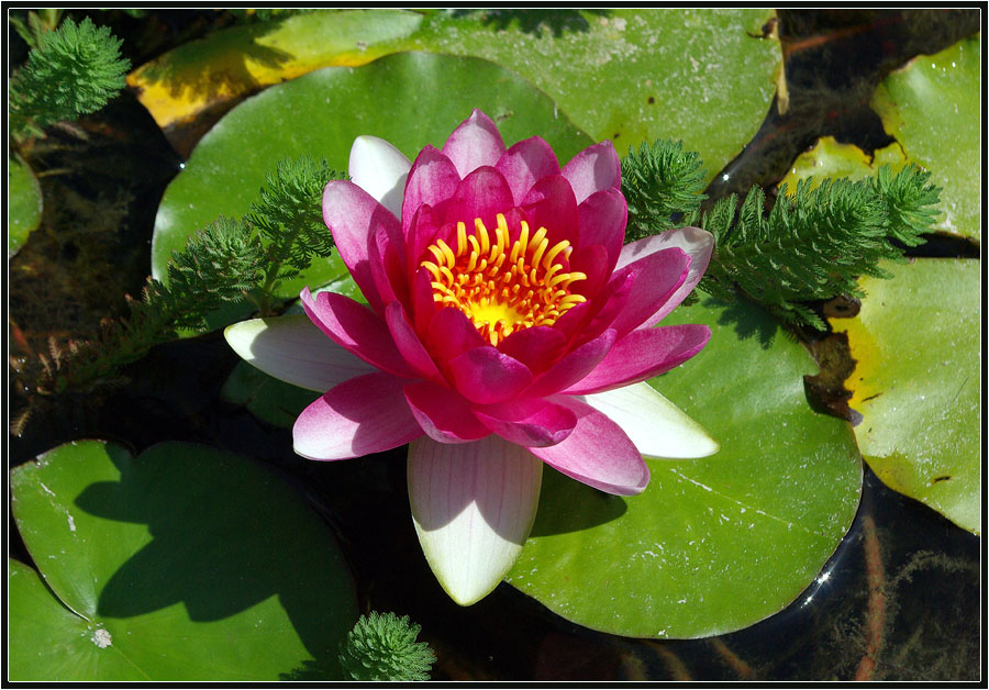 Image of genus Nymphaea specimen.