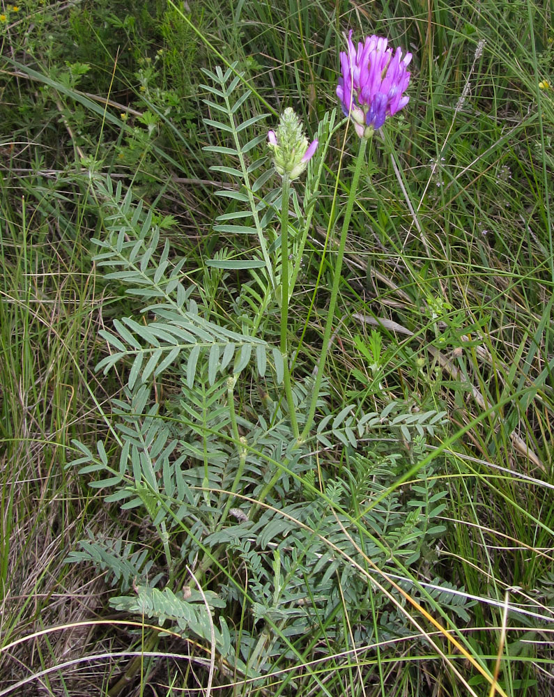 Изображение особи Astragalus onobrychis.