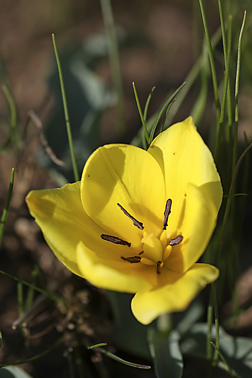 Изображение особи Tulipa lemmersii.