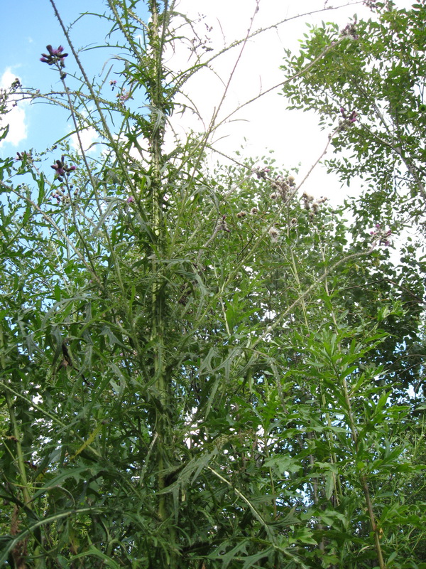 Изображение особи Cirsium palustre.