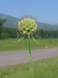 Scabiosa ochroleuca