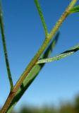 Artemisia dracunculus