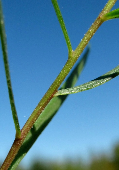 Image of Artemisia dracunculus specimen.