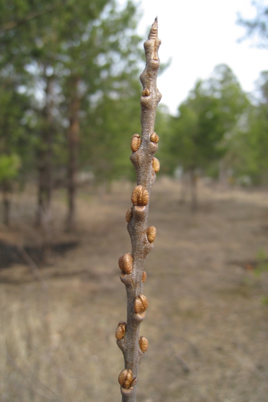 Изображение особи Hippophae rhamnoides.