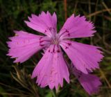 Dianthus versicolor