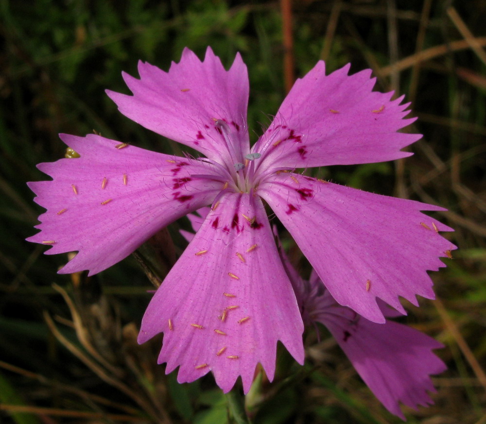 Изображение особи Dianthus versicolor.