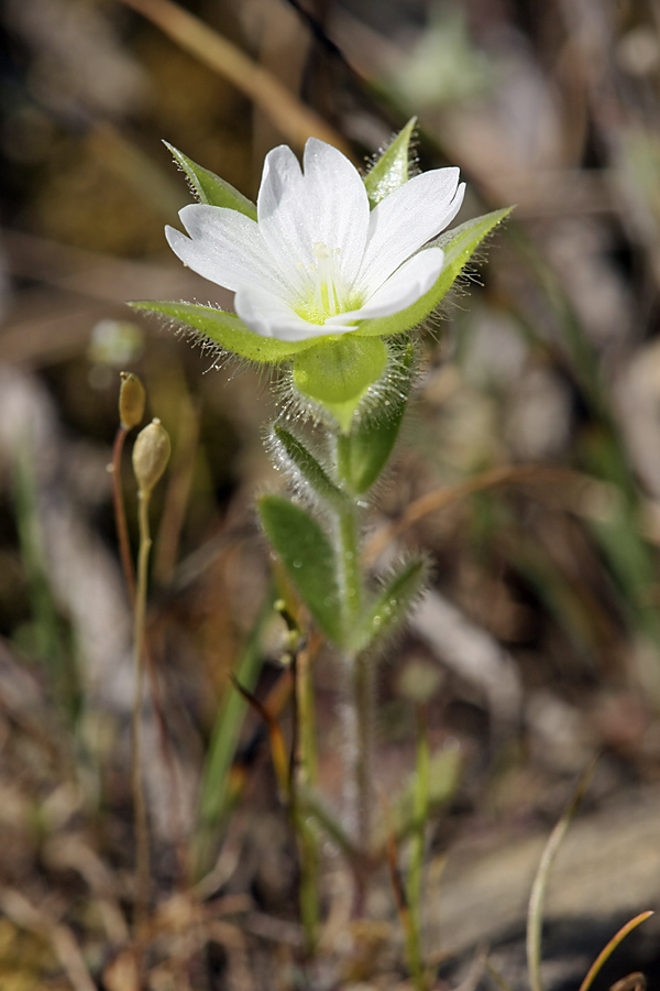 Image of Cerastium inflatum specimen.