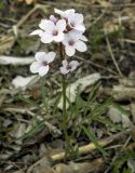 Cardamine trifida. Цветущее растение. Приморский край, Спасский р-н, окр. с. Хвалынка, дубовое редколесье. 22.04.2010.