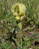 Iris reichenbachii