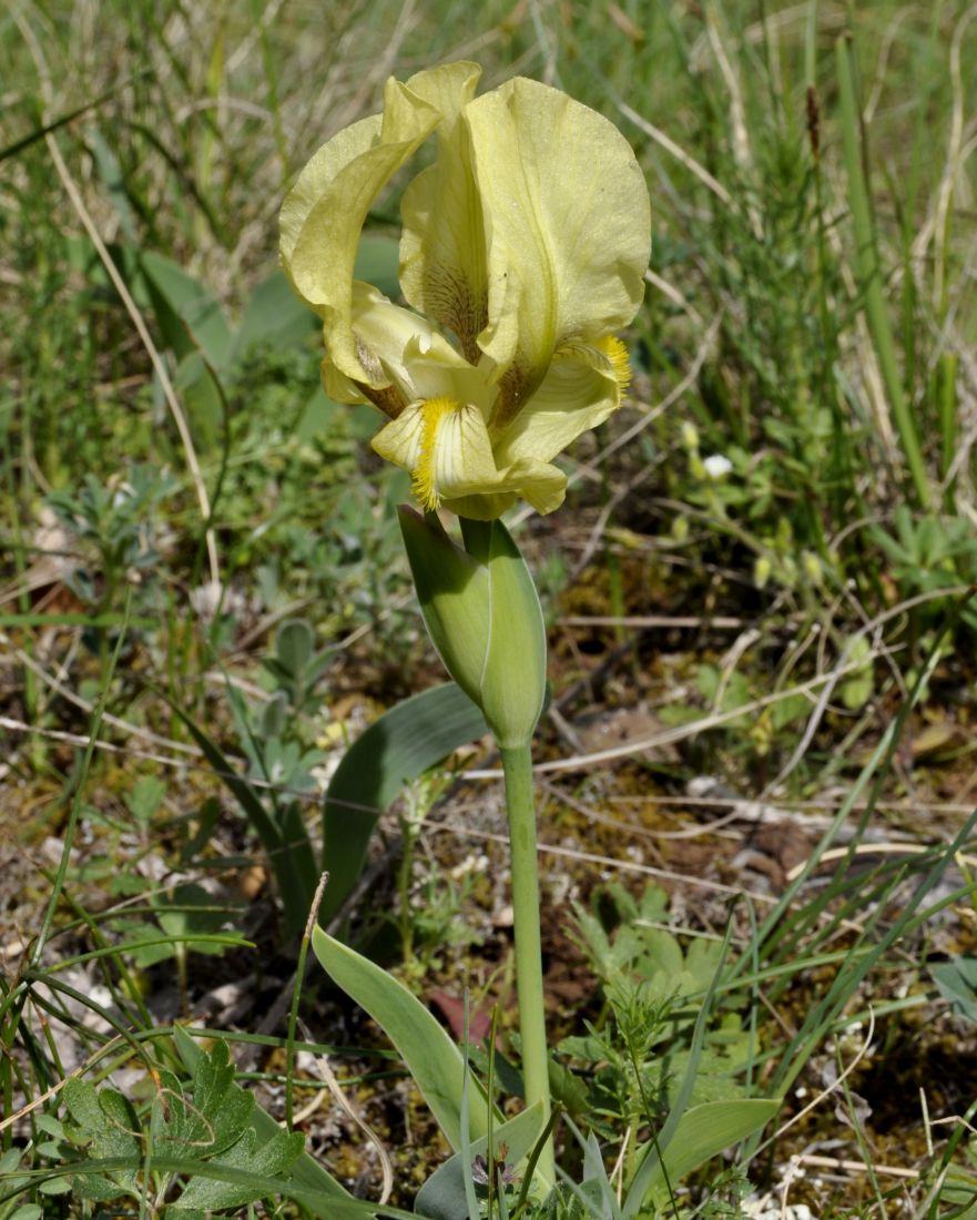 Image of Iris reichenbachii specimen.