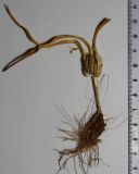 Colchicum triphyllum