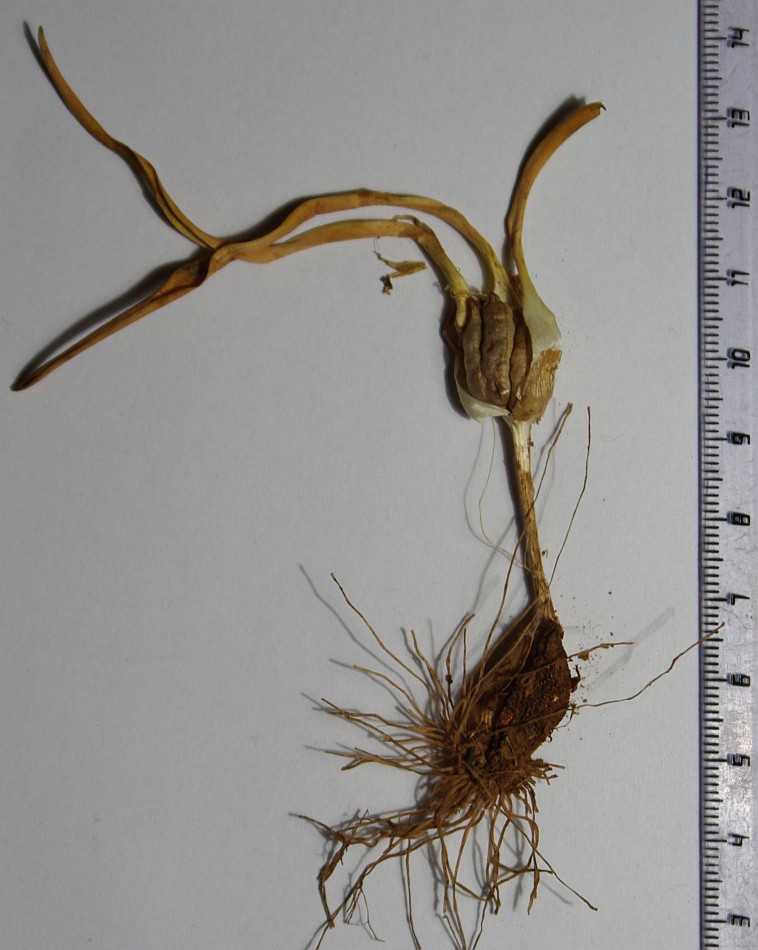 Image of Colchicum triphyllum specimen.