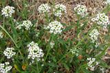 Lobularia maritima. Верхушки побегов с соцветиямия. Испания, Каталония, Жирона, Тосса-де-Мар, крепость Вила-Велья. 24.06.2012.