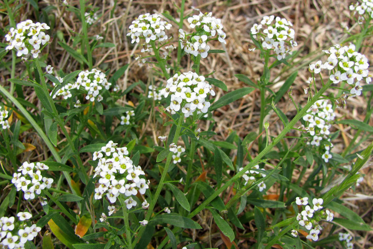 Image of Lobularia maritima specimen.