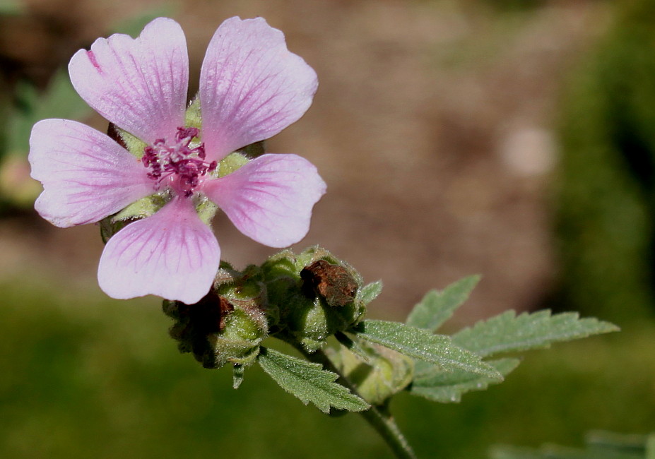Image of genus Althaea specimen.