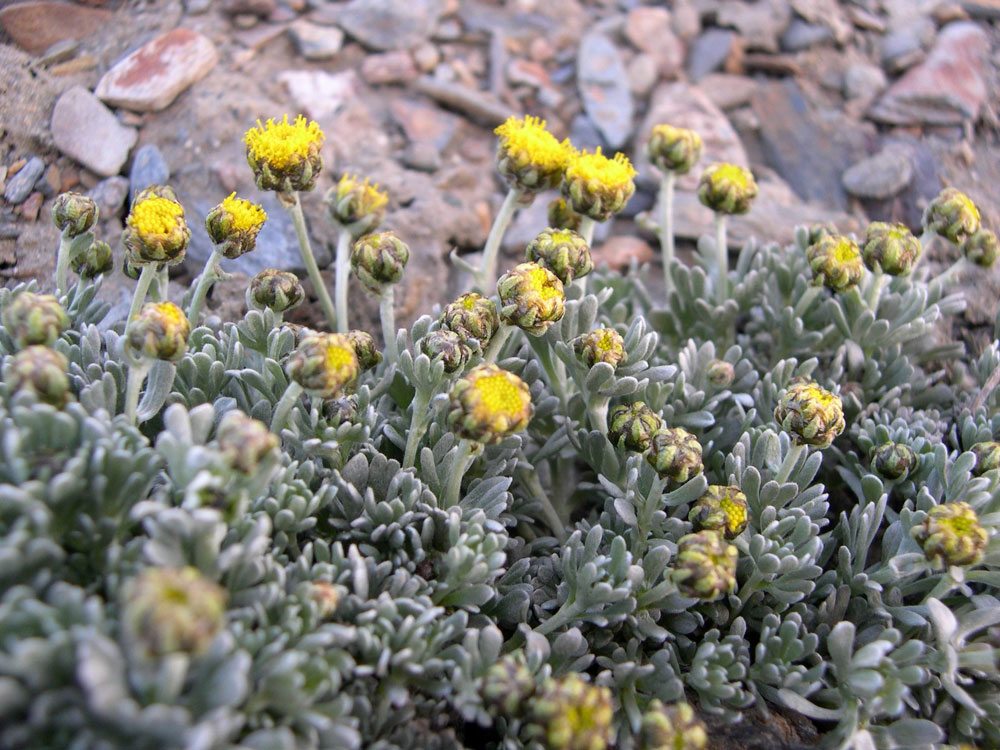 Image of Ajania scharnhorstii specimen.