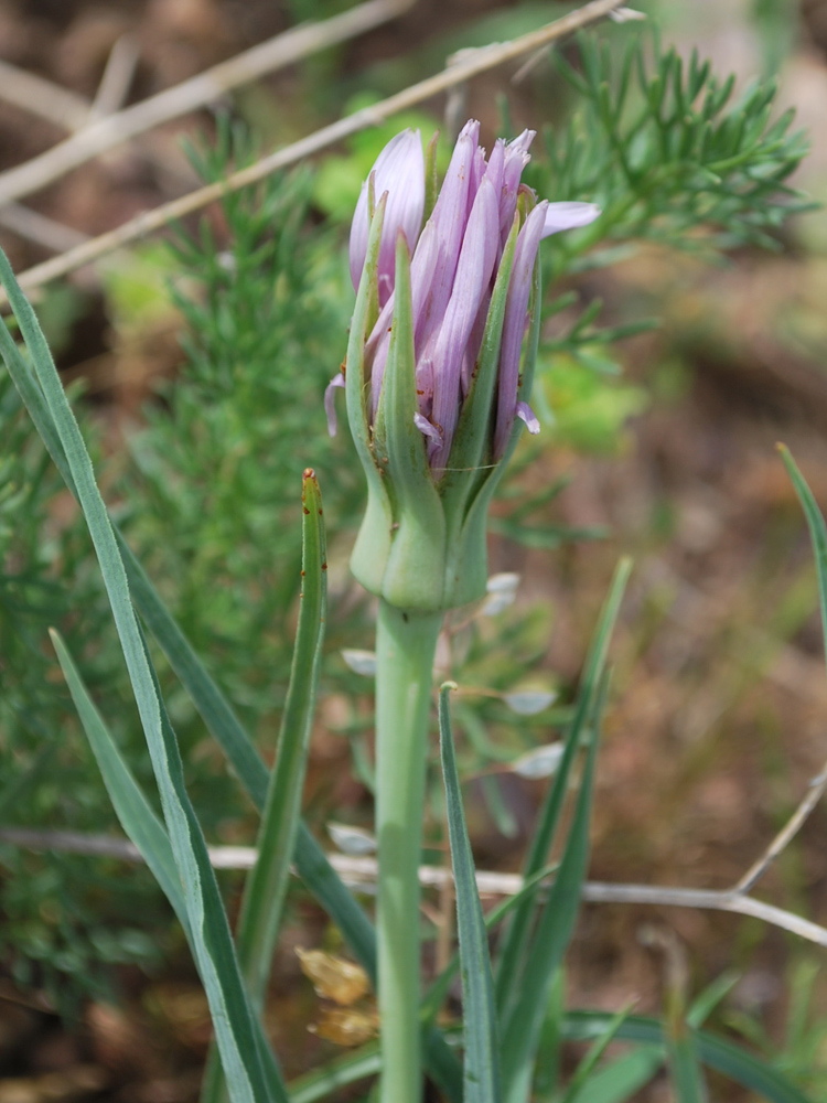 Изображение особи Tragopogon malikus.