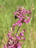 Viscaria vulgaris. Фрагмент соцветия. Заметно тёмное междоузлие, покрытое клейким веществом (передполагают, что это защищает цветки от мелких насекомых, поедающих нектар, но бесполезных для опыления). Ленинградская обл., окр. дер. Кемка, высокая пойма. 16.06.2007.