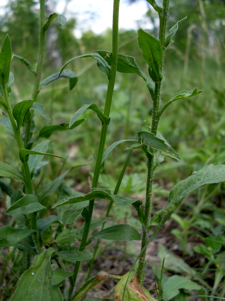 Image of Erigeron annuus specimen.