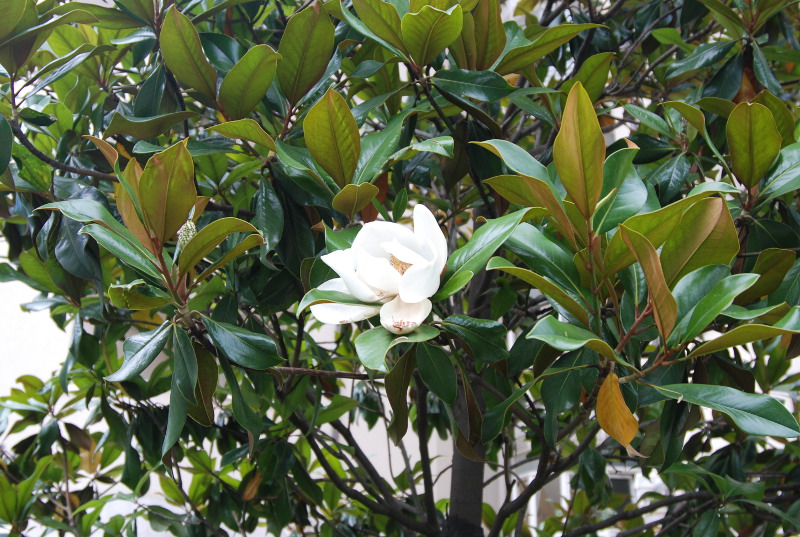 Изображение особи Magnolia grandiflora.