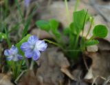 Viola mirabilis