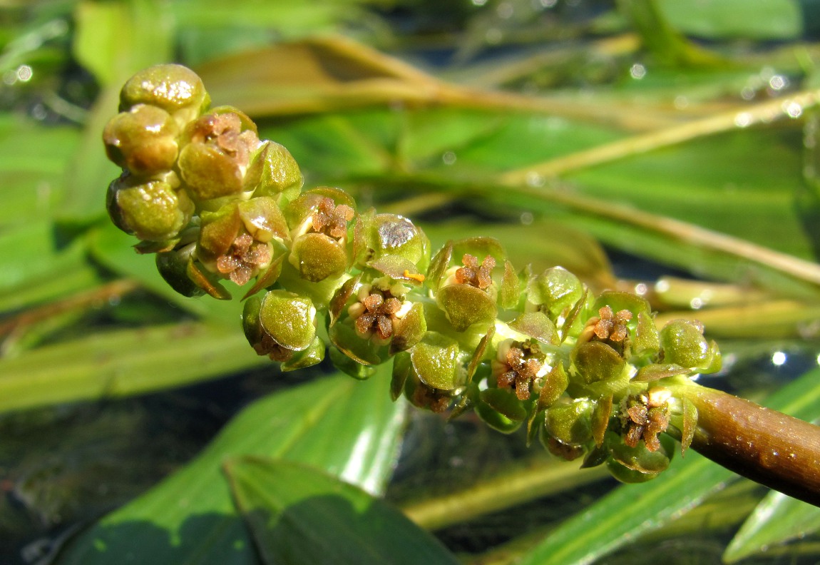 Изображение особи Potamogeton gramineus.