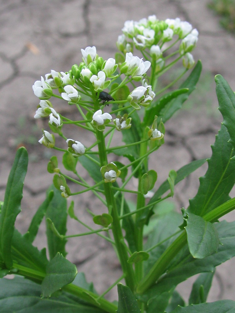 Image of Thlaspi arvense specimen.