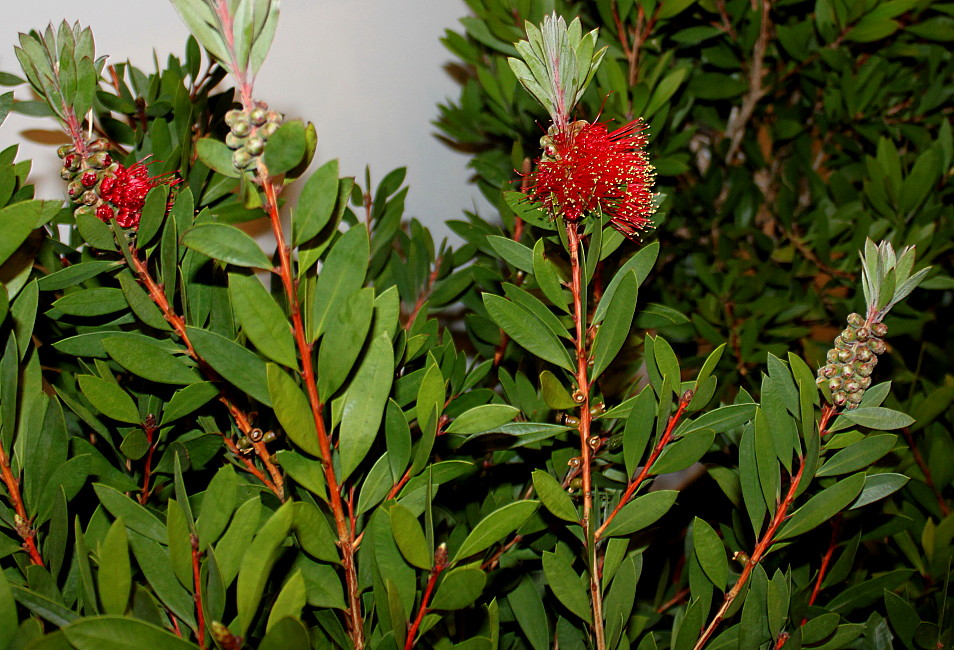 Изображение особи род Callistemon.