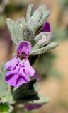 Stachys aegyptiaca