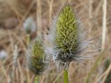 Eriophorum vaginatum