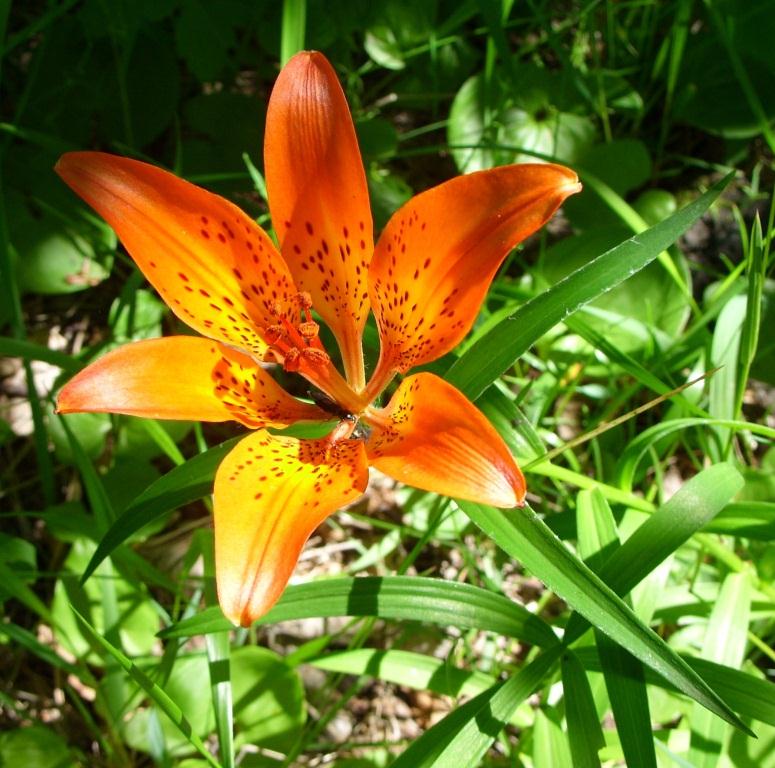 Изображение особи Lilium pensylvanicum.