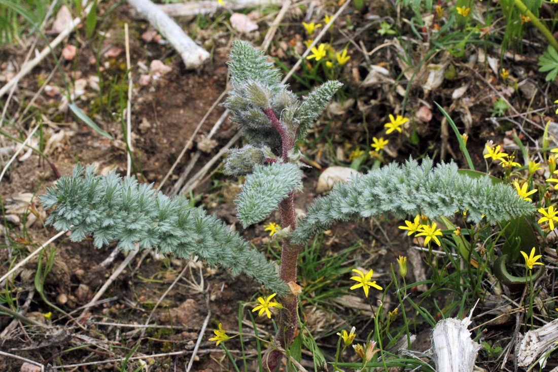 Image of Biebersteinia multifida specimen.