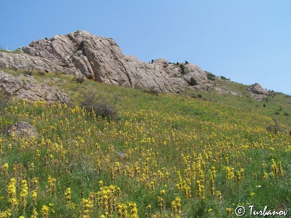 Изображение особи Asphodeline lutea.