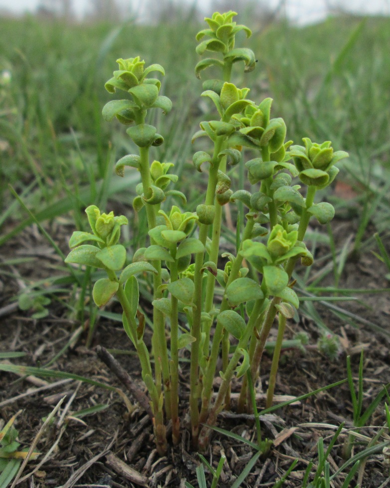 Изображение особи род Euphorbia.