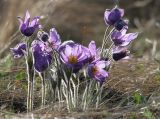 Pulsatilla patens. Цветущие растения. Казахстан, Восточно-Казахстанская обл.; Западный Алтай, скл. Ульбинского хребта, окр. с. Ушановское. 20.04.2013.