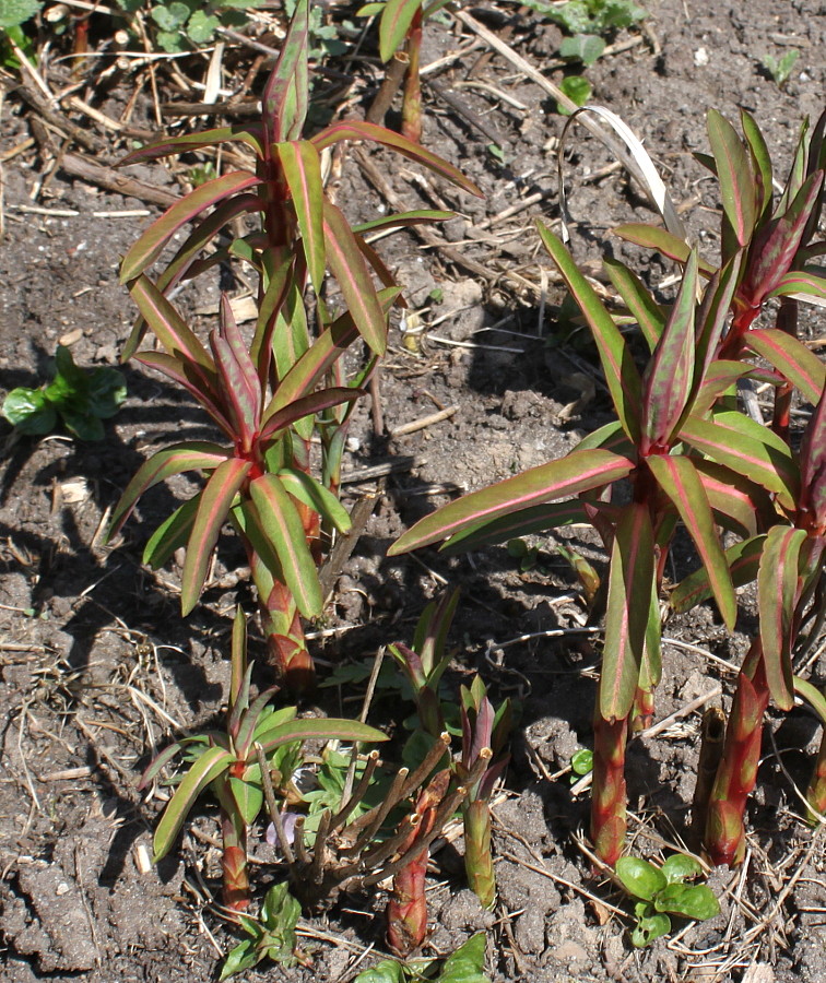 Image of Euphorbia griffithii specimen.