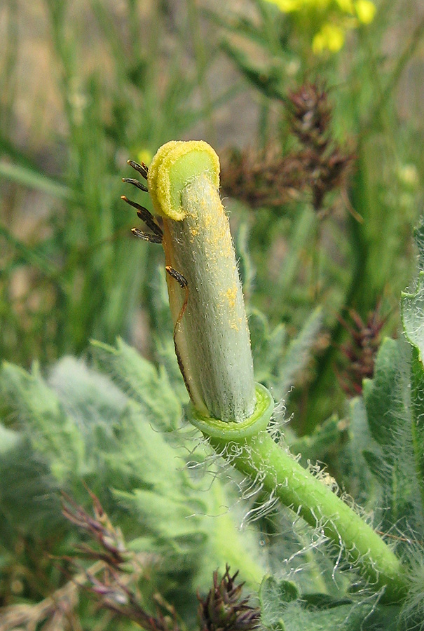 Изображение особи Glaucium corniculatum.