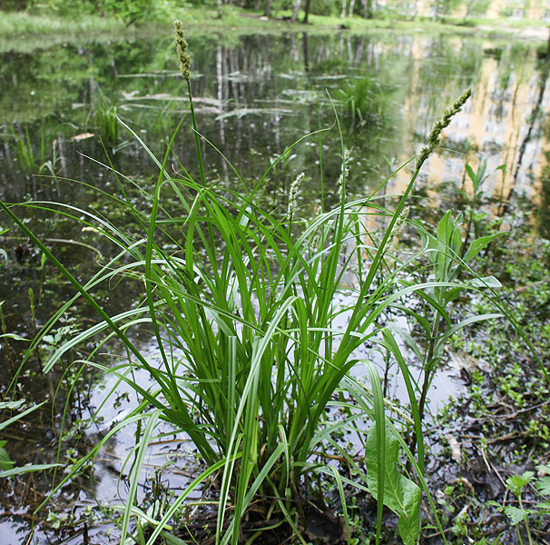 Изображение особи Carex vulpina.