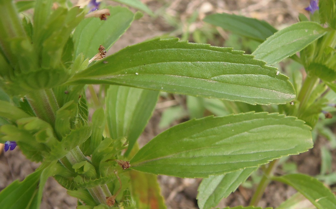 Image of Lallemantia peltata specimen.