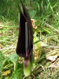 Arum elongatum. Соцветия. Крым, Тарханкутский п-ов, пгт Черноморское, Воронцовский парк, разнотравье на дне балки. 14.05.2013.