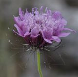 Image of taxon representative. Author is Роланд Цандекидис