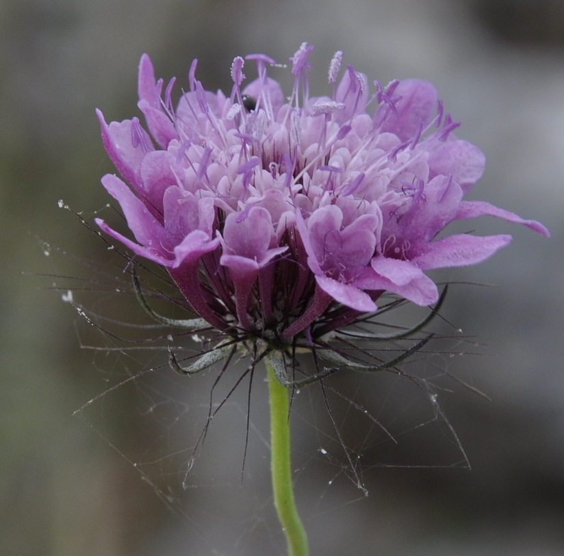 Image of Scabiosa tenuis specimen.