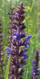 Salvia tesquicola. Верхушка соцветия. Украина, г. Запорожье, балка возле пос. Солнечный. 02.06.2013.