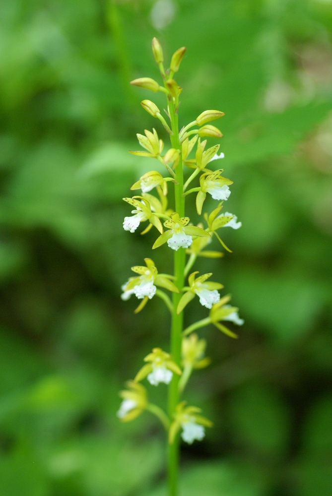 Image of Oreorchis patens specimen.