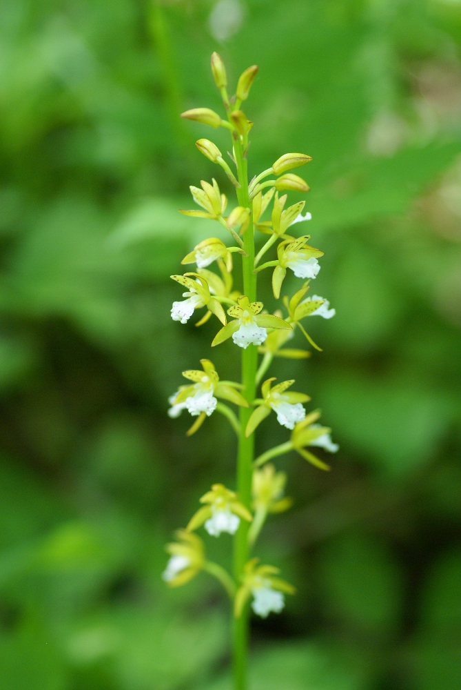 Изображение особи Oreorchis patens.