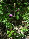 Cephalanthera rubra