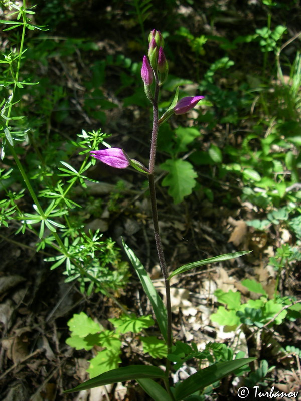 Изображение особи Cephalanthera rubra.