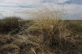 Stipa kirghisorum